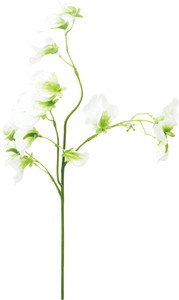 スイートピースプレー