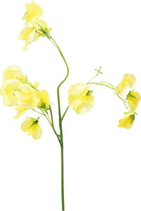 スイートピースプレー