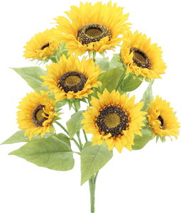 フルオブサンフラワーブッシュ