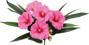 元上代¥680 ハイビスカスミックスブッシュ