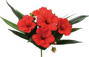 元上代¥680 ハイビスカスミックスブッシュ