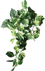 ػ�����Ľ�ޯ��