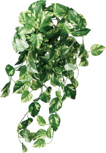 ػ�����Ľ�ޯ��