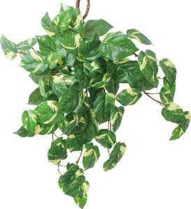 ػ�����Ľ�ޯ��