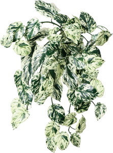 ػ���ϰ�����Ľ�ޯ��