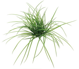 ���ĸ�׽��ޯ��