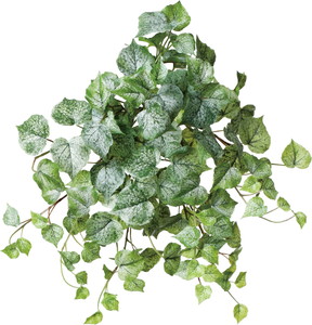 元上代¥2200 コットンウッドブッシュ