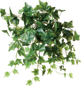 元上代¥2200 アイビーブッシュ