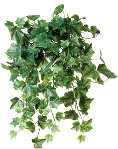 元上代¥2800 アイビーハンガー