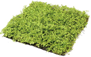 ��ذ�ϯ�30*30