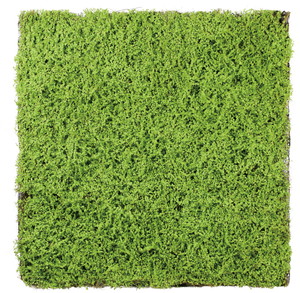 ��ذ�ϯ�100*100