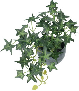 ミニアイビーポット