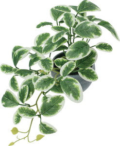 ミニプミラポット