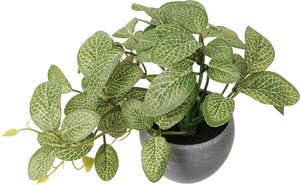 ミニフィットニアポット