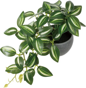 ミニトラディスカンディアポット