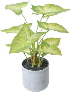 30CM�ݺ�Ƴ��߯�