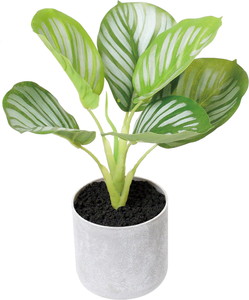 30CM��ñ�߯�