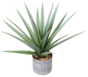 元上代¥1800 50CMアガベポット