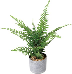 元上代¥1800 50CMシダー゙ポット