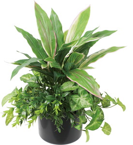 ��׾�Я����ذ��߯�