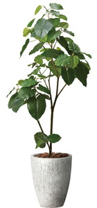 商品検索 ｜ YDMオンラインストア ｜ 横浜ディスプレイミュージアム