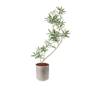 �y�����ʓrA�z137CM����ױݶ޽è̫ر