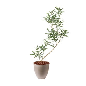 �y�����ʓrA�z137CM����ױݶ޽è̫ر