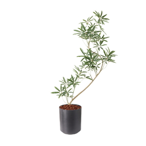 �y�����ʓrA�z137CM����ױݶ޽è̫ر