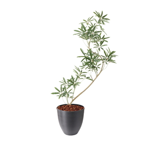 �y�����ʓrA�z137CM����ױݶ޽è̫ر