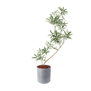 �y�����ʓrA�z137CM����ױݶ޽è̫ر