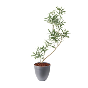 �y�����ʓrA�z137CM����ױݶ޽è̫ر