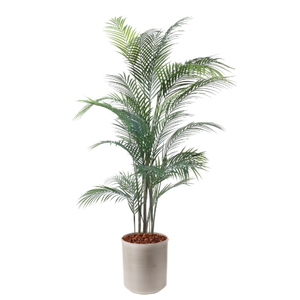 �y5�����ɗ\��z�y�����ʓrA�z150CM�ڶԼ