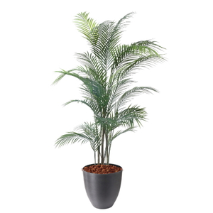 �y5�����ɗ\��z�y�����ʓrA�z150CM�ڶԼ