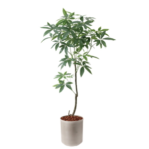 �y5�����ɗ\��z�y�����ʓrA�z150CM�߷�