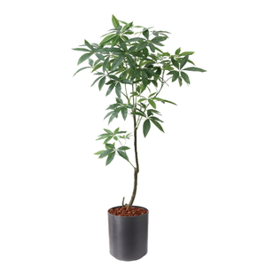 �y5�����ɗ\��z�y�����ʓrA�z150CM�߷�