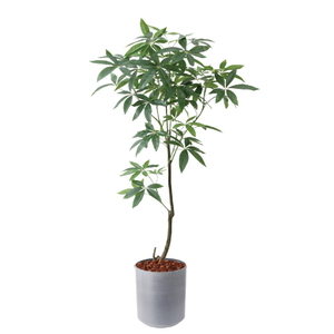 �y5�����ɗ\��z�y�����ʓrA�z150CM�߷�