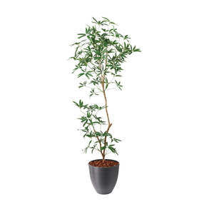 �y5�����ɗ\��z�y�����ʓrB�z180CM����ױݶ޽è̫ر