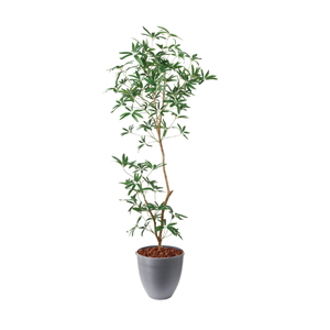 �y5�����ɗ\��z�y�����ʓrB�z180CM����ױݶ޽è̫ر