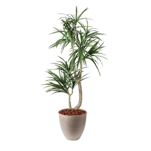 �y5�����ɗ\��z�y�����ʓrA�z150CM�׽����׾�