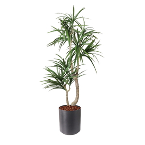 �y5�����ɗ\��z�y�����ʓrA�z150CM�׽����׾�