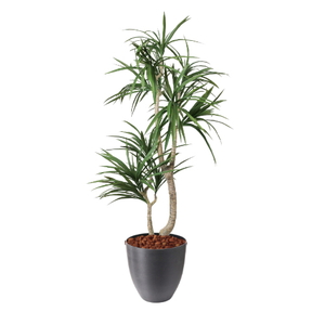 �y5�����ɗ\��z�y�����ʓrA�z150CM�׽����׾�