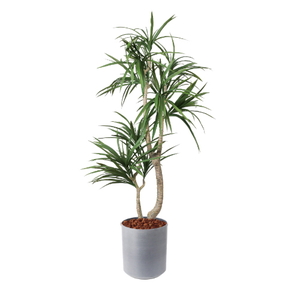 �y5�����ɗ\��z�y�����ʓrA�z150CM�׽����׾�