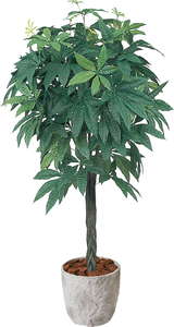 【送料別途A】パキラ 1.5m