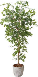 【送料別途B】ベンジャミンフィカス 1.8m