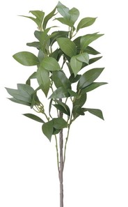 【別途送料】シキミ(香花)ポリ製1本