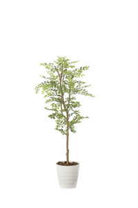 �y�ʓr�����z��-�����-�1.25