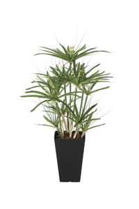 �y�ʓr�����z����ٽ60