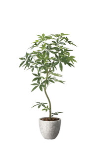 【別途送料】ナチュラルパキラ1.6