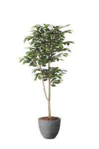 【送料別途】ナチュラルベンジャミン1.6