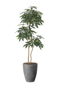 【別途送料】ナチュラルパキラ1.8